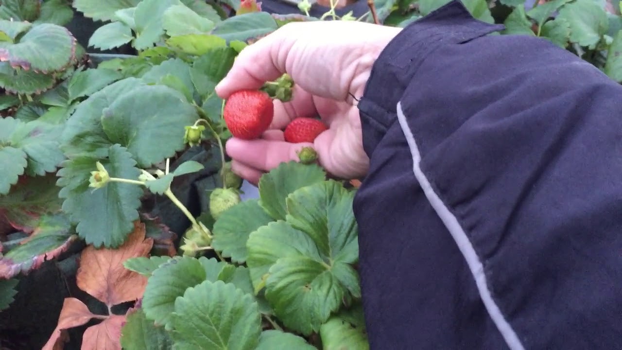 Strawberry Grow bags YouTube