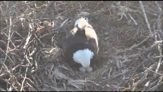 DECORAH NORTH NEST   3/10/2017   7:02 AM  CST   TIME FOR A BREAK