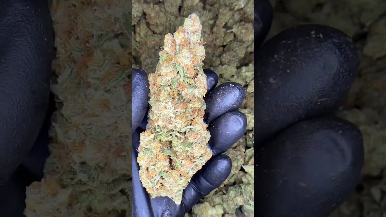 New York Sour Diesel - Grown by The Laughing Goat 