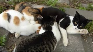 母猫が子猫の返り討ちに遭う瞬間www