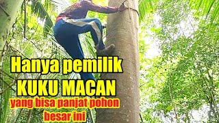Alat panjat pohon besar paling mudah digunakan
