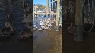 In Florida, bar patrons watch as 5th fisherman feeds Pelicans