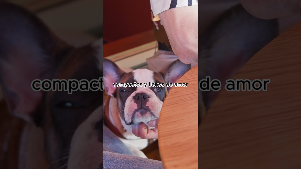 Top 5 razas de perros pequeños 🐶✅ 