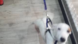 Rocky Jack Russell Peleando