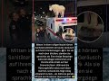 🐐🚑 Dieser Bergziege kapert einfach einen Krankenwagen-Dach! 😂