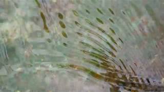 Creek Close Up Water Patterns 2 | FREE NATURE STOCK FOOTAGE