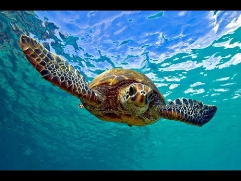 Video: What Is The Green Sea Turtle Famous For?