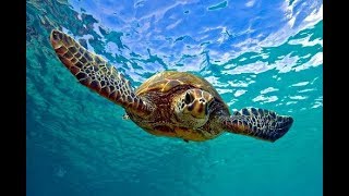 Facts: The Green Sea Turtle