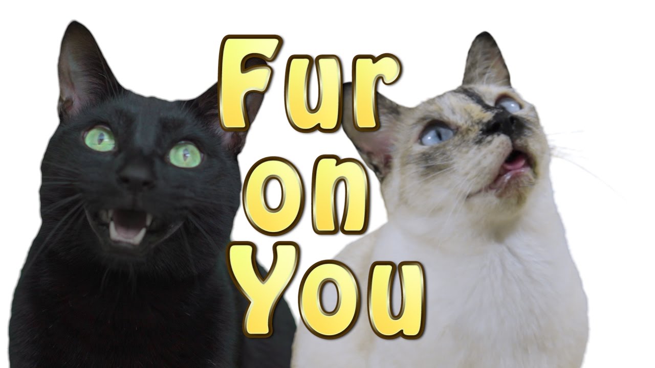 Shape Of You - Cat Version Ed Sheeran (Fur on You)