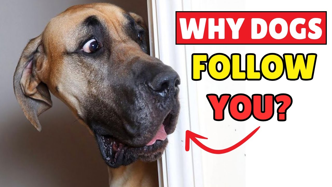 Why Does Your Dog Follow You Everywhere? 🐶 15 Surprising Reasons!