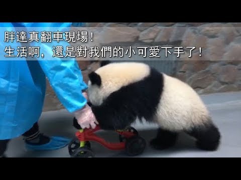 《熊貓主題趴》胖達真翻車現場！生活啊，還是對我們的小可愛下手了！ | iPanda