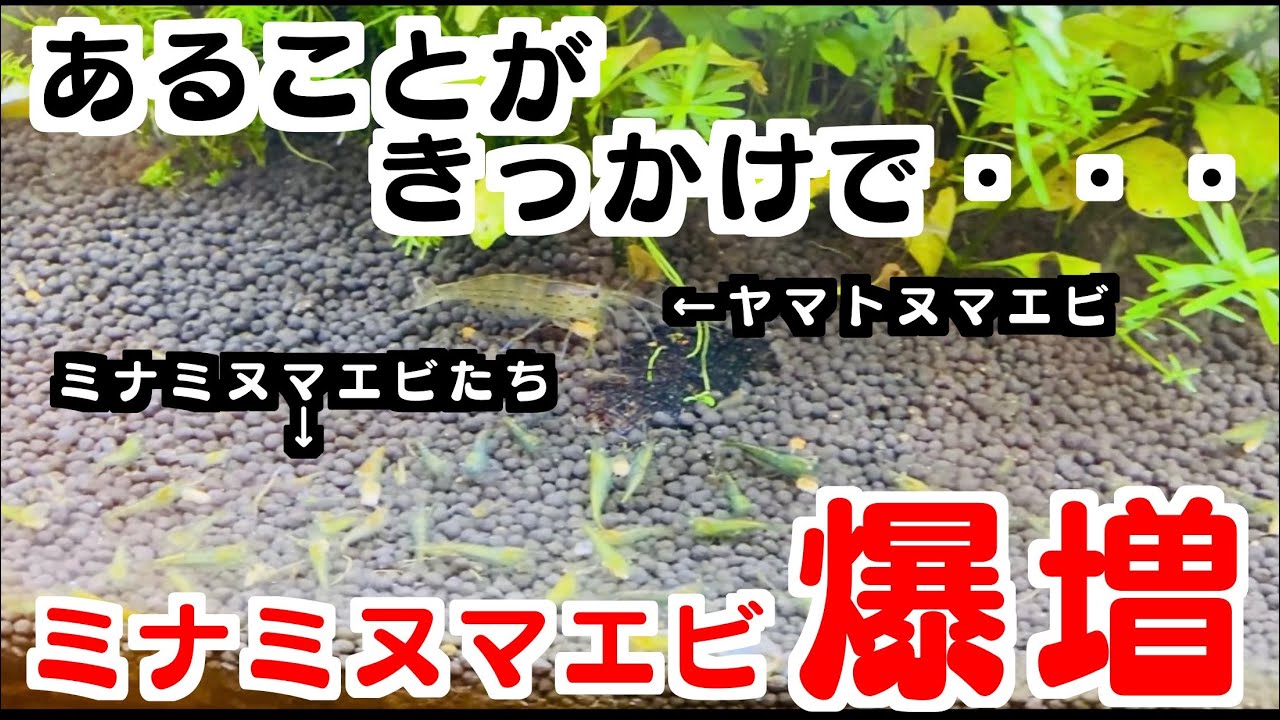 【超簡単】ミナミヌマエビを爆増させる重要ポイントとは！？