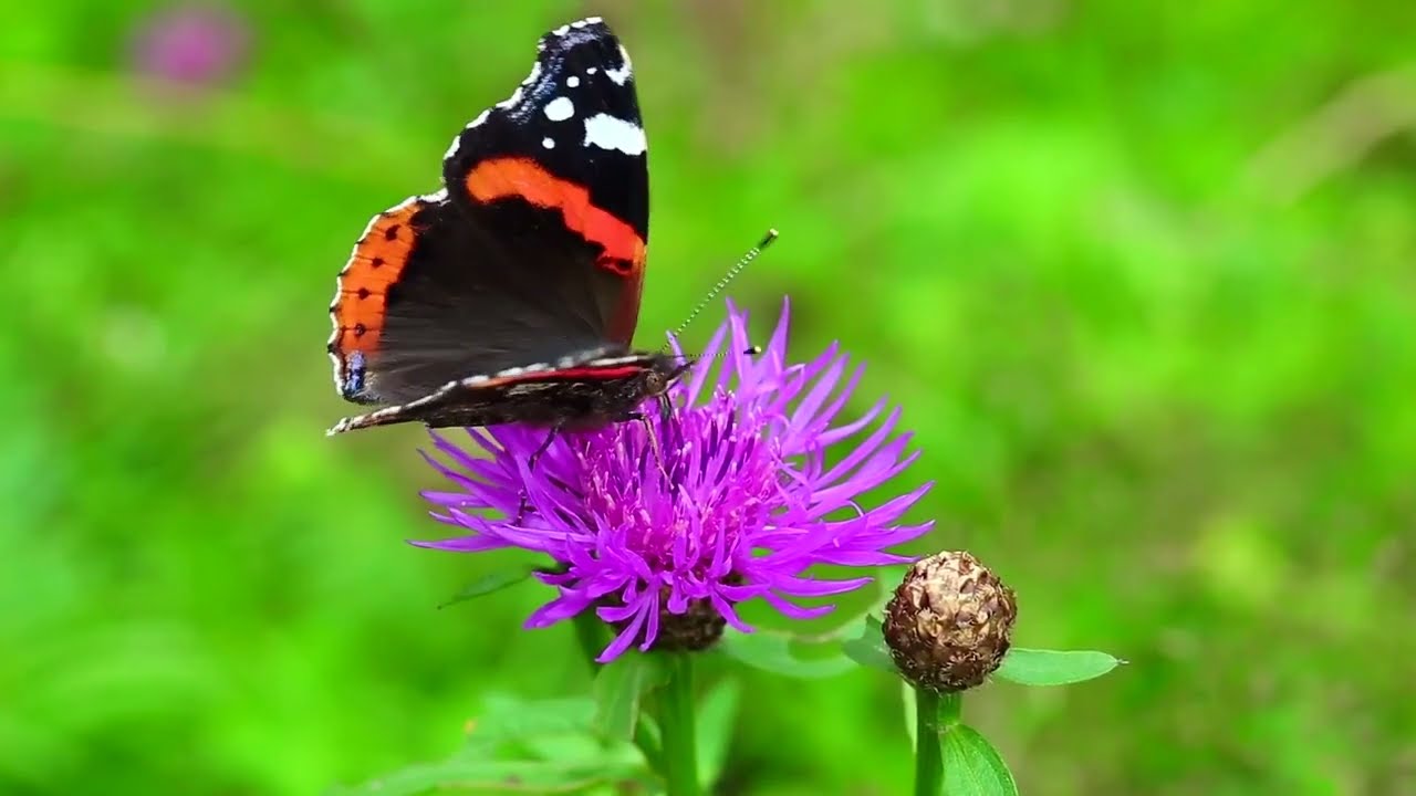 Stay Optimistic Presents Relaxing Music, Meditation Music, Sleeping Music, Yoga Music, Study Music
