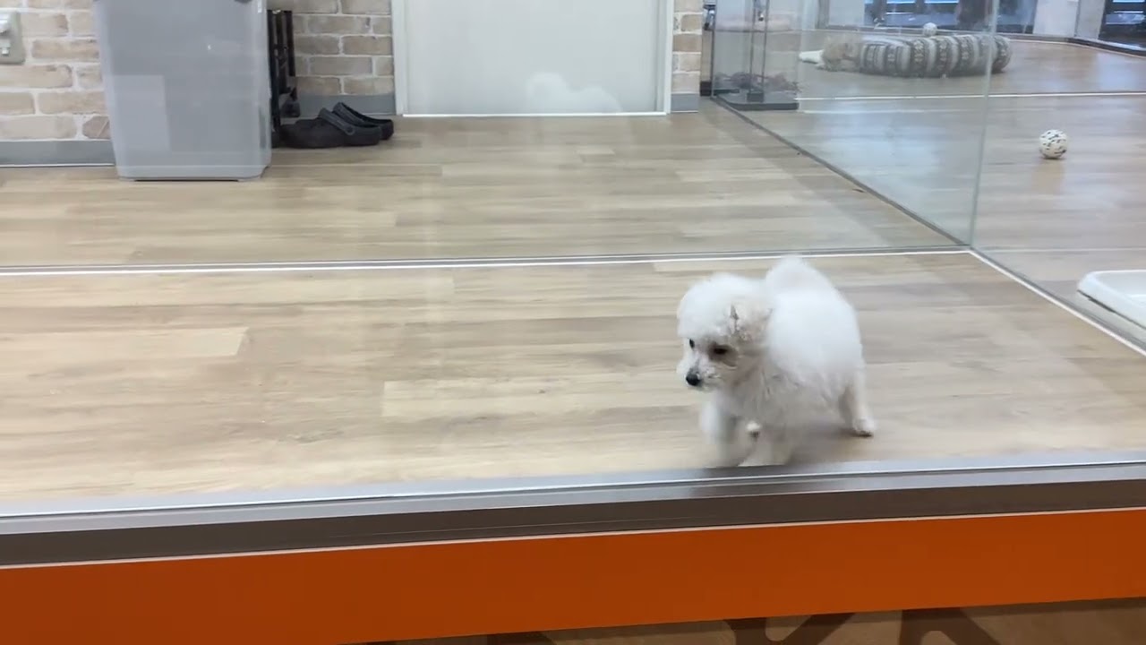 トイプードル No.37766 プチマリア袋井店