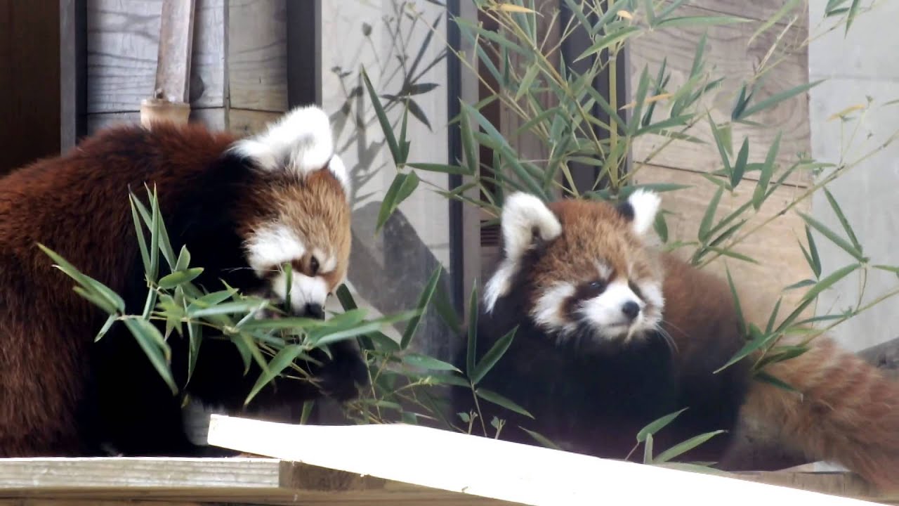 kawaii emoticons Baby Red Panda and mom eating bamboo grass(3 months old).笹を食べるレッサーパンダ親子（生後三ヶ月）。