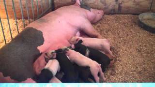 Mommy Pig Feeding Baby Pigs - Cute Little Piglets Feeding Frenzy
