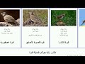 طائر رتبة جواثم فصيلة قبرة قنبرة Bird قصيرة الأصابع متوجة الغيط الحقول سوداء المنقار صغيرة صهباء 
