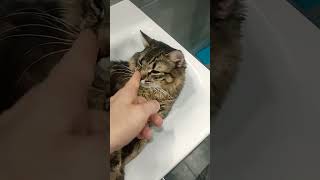 кот отшельник в своей раковине