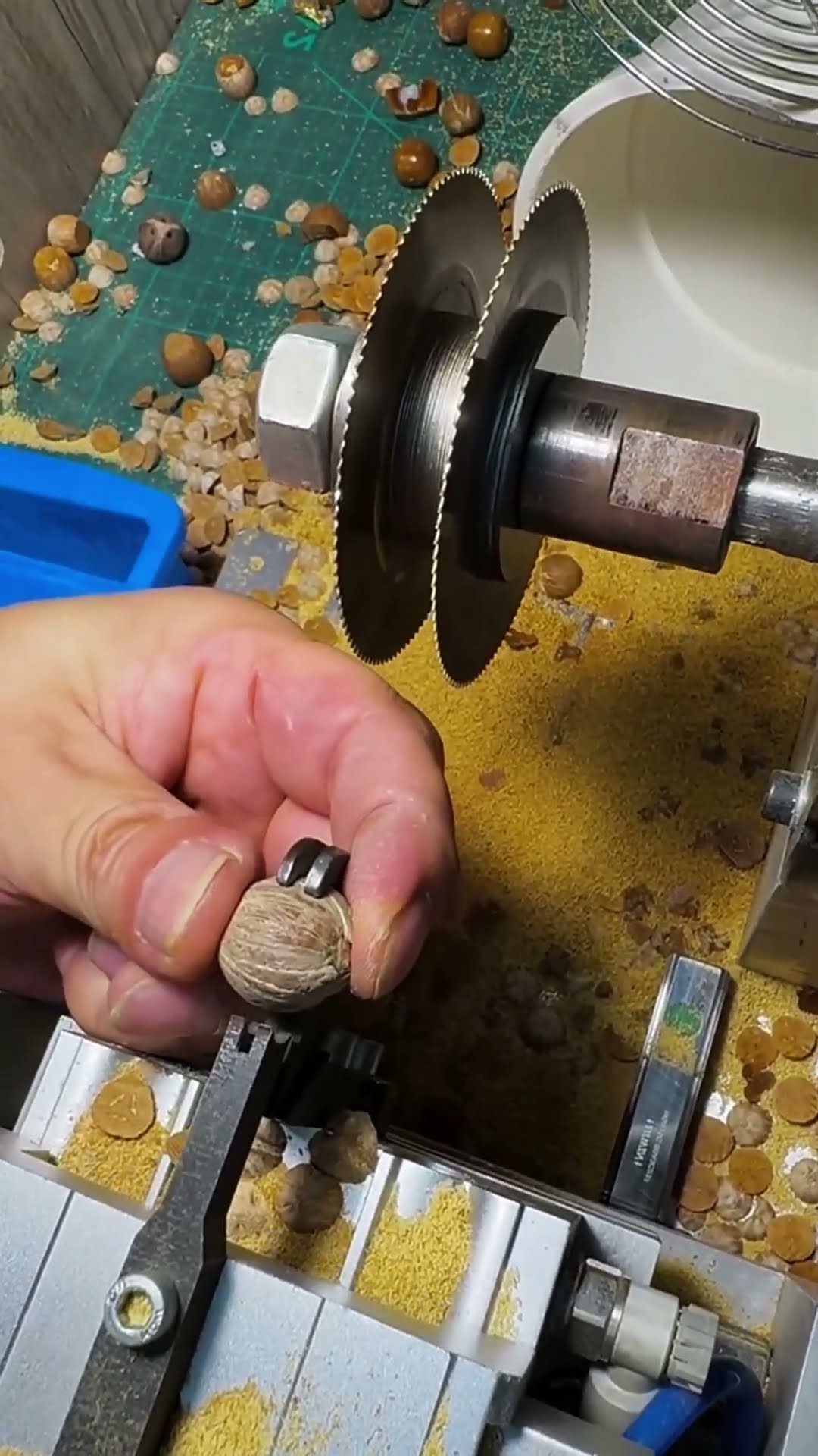 The process of cutting the olive core- Good tools and machinery make work easy