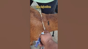 how to give intramuscular injection in Sheep #sheepfarming #intramuscularInjection#sheep