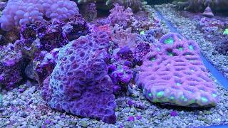 Corals In Display! Clam Garden! Psammocora Garden! 09/18/2022
