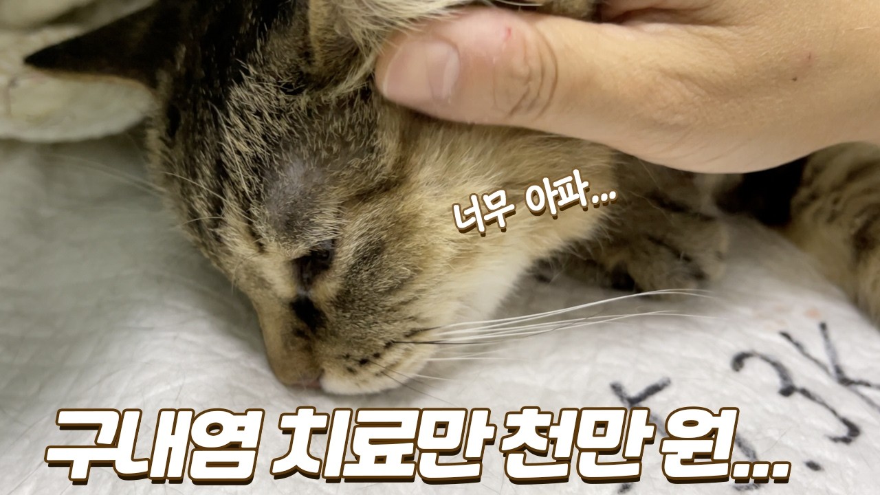고양이 구내염 치료에만 1000만 원 썼는데... 완치할 수 없는 걸까요?
