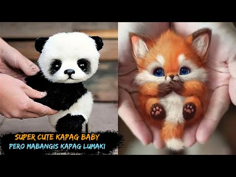 Video: Ano Ang Pinaka-cute Na Hayop Sa Buong Mundo