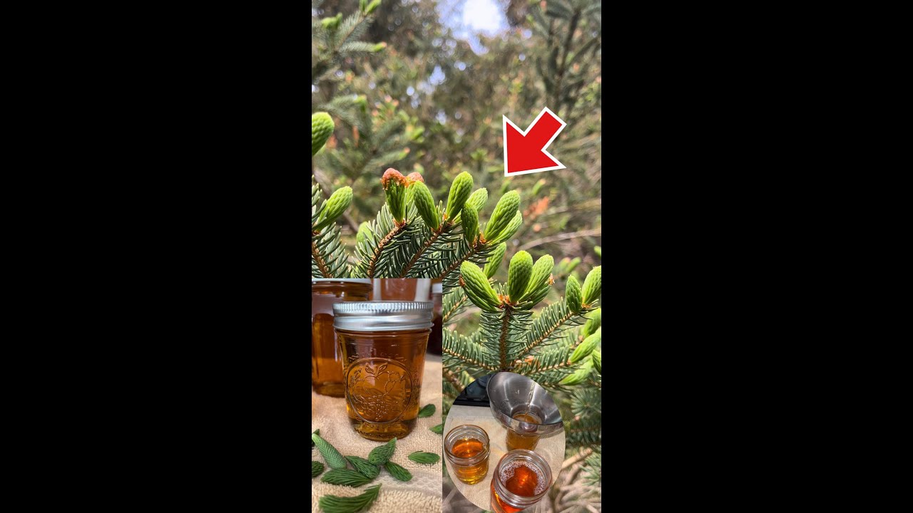 🔥How to make Honey using Spruce Tips‼️ Easy Spruce Tips Syrup‼️Homemade Syrup/honey Recipe‼️