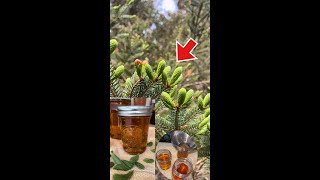 🔥How to make Honey using Spruce Tips‼️ Easy Spruce Tips Syrup‼️Homemade Syrup/honey Recipe‼️ by Simply C 143 views 11 months ago 4 minutes, 22 seconds