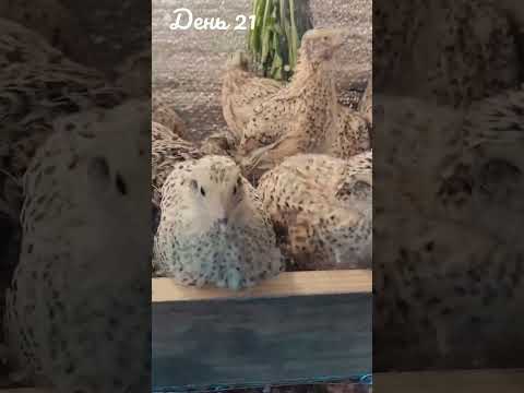 Маньчжурські перепілки День 21