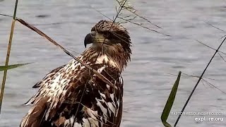 Mississippi River Flyway Cam. Close-up beautiful young Eagle - explore.org 09-12-2021