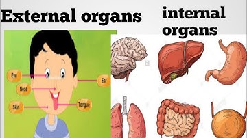 External organs, and internal organs।। class 4th EVS chapter 2।।
