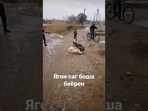 Видео: Как кучетата получават лисича опашка?