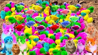 Tangkap Ayam Lucu, Ayam Warna Warni, Ayam Rainbow Gokil, Kelinci, Kucing Lucu, Bebek, Hewan Lucu 351 by Rumah Sato  2,660 views 4 months ago 5 minutes, 35 seconds