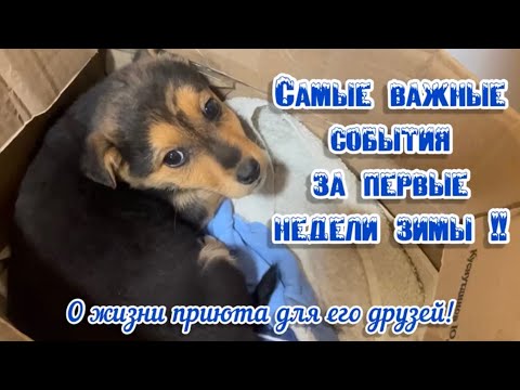 Самые важные события за первые недели зимы! О жизни приюта для его друзей! Приют для животных