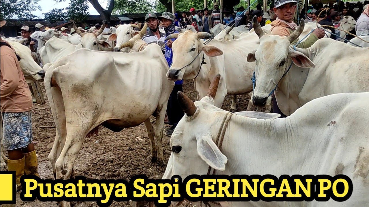 PASAR SAPI JATIROGO PUSATNYA SAPI GERINGAN PO - YouTube