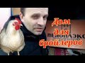 Бройлер.  Место для бройлеров. Содержание бройлеров