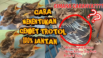 99 % AKURAT!! CARA MENENTUKAN TROTOL CENDET JANTAN YANG KECIL (BULU BELUM LENGKAP) !