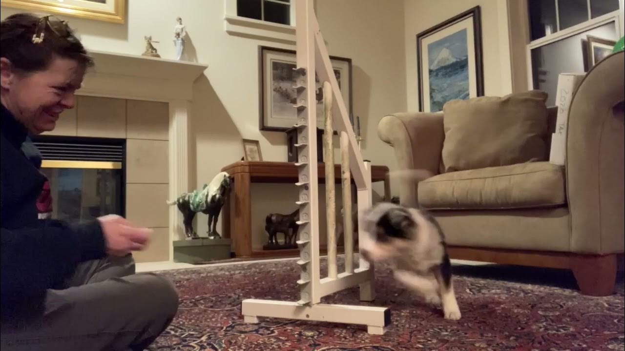 Two Target with Movement Puzzles Foundation Agility Training YouTube