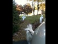 Barking at Ghosts