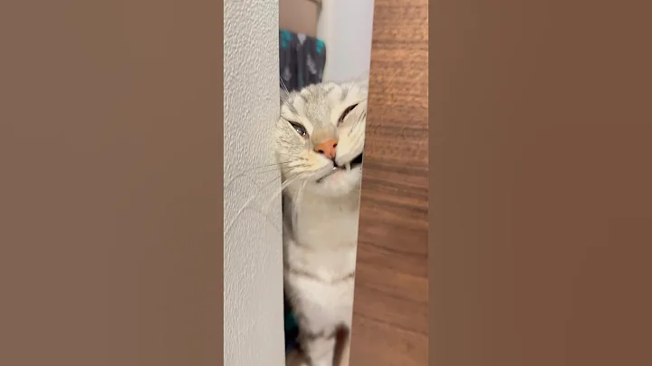 Watch the video about A cat gets stuck in the door wanting to greet his dad lol #shorts #cat #cat