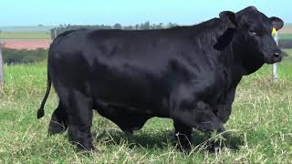 LOTE 108 1003