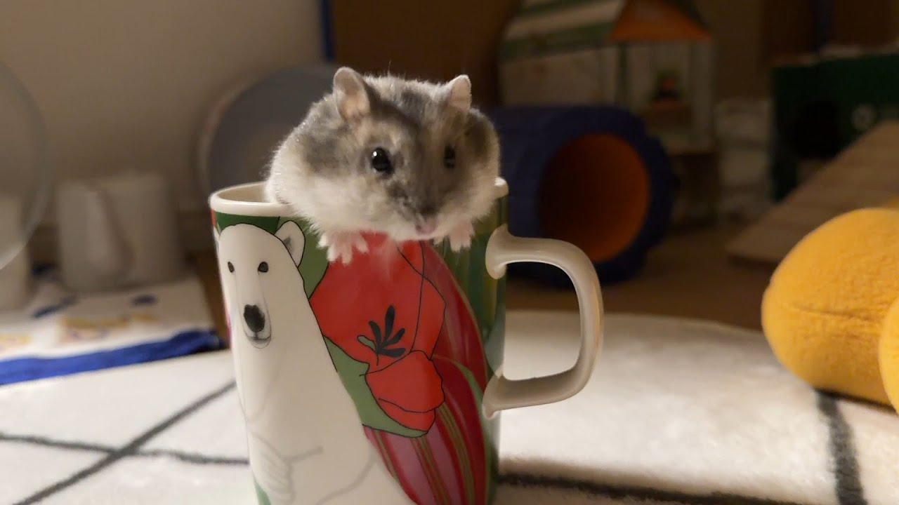 【警察案件】サイズを間違えたハムスターと、愛が痛すぎる小ネタ5連発