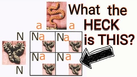 Basic Genetics for Snakes - Recessive, Dominant, and Co-Dominant traits