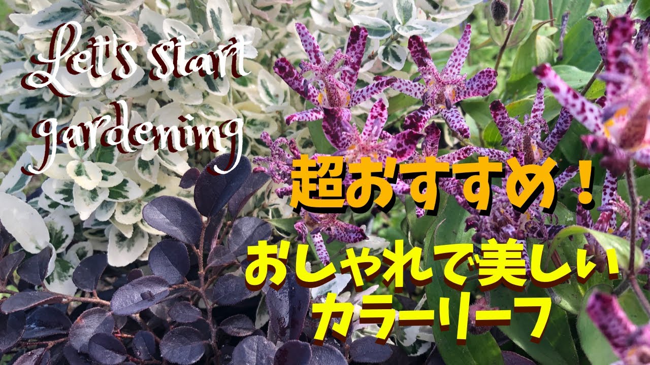 ガーデニング 冬の庭に欠かせない超おすすめのカラーリーフをたくさん紹介します Youtube