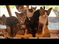 【猫ライブ】猫庭Live@てしま旅館 [Cat live]「Cat garden JAPAN」