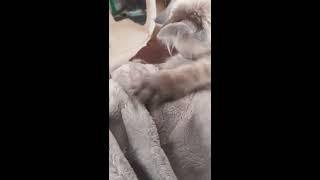 Sweet Rag doll Rescue kitten