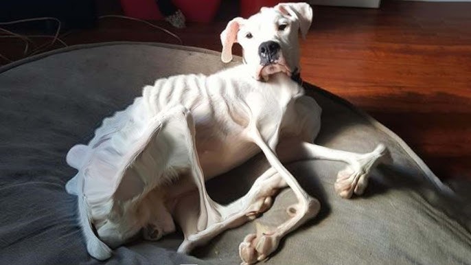 Abandoned and starved dog, barely alive with a bag of bones! His suffering  was a nightmare!