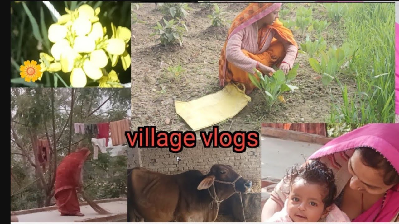 Indian village life video 🔥 village life cooking vlog#vlog #villagevlog 
