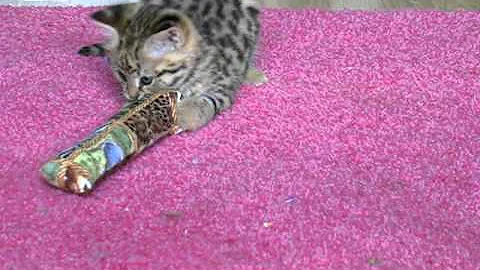 Watch the video about King starts playing with catnip toys-- F1 Savannah Kitten